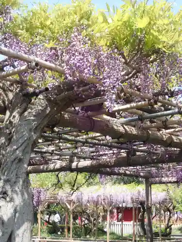 亀戸天神社(東京都)