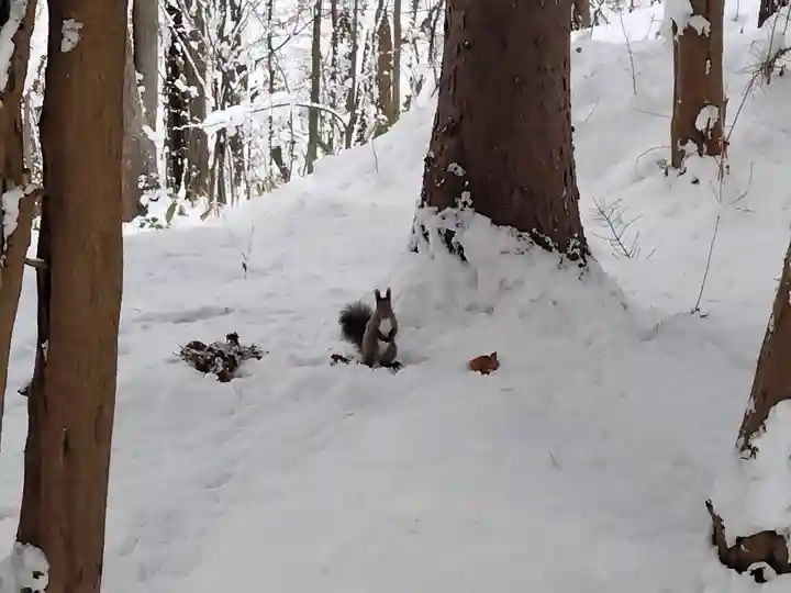 上川神社の動物