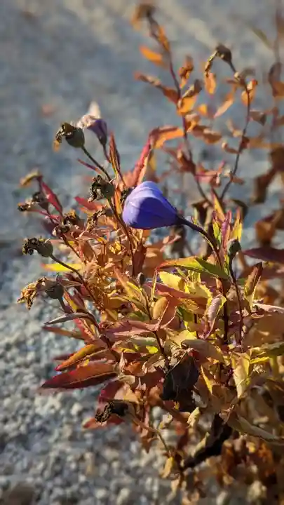 大光明寺(京都府)