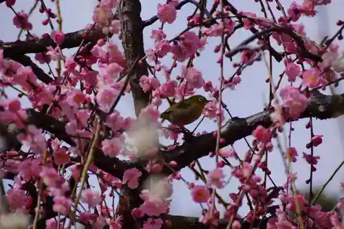 綱敷天満宮の自然