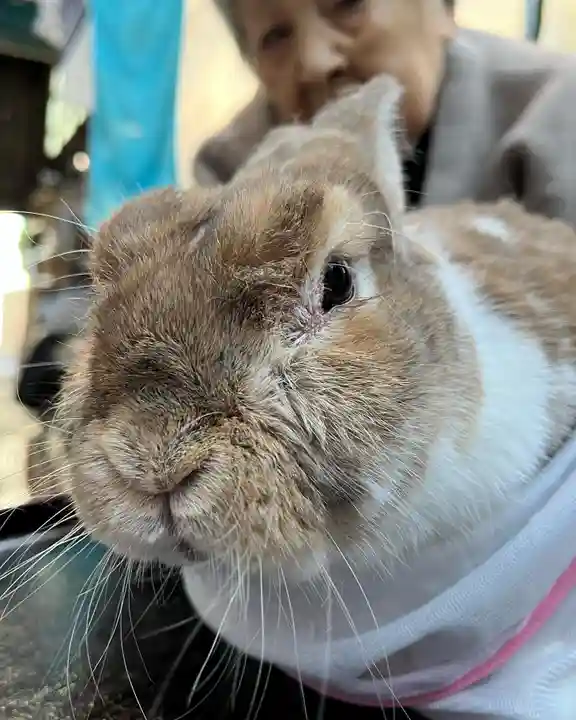 秩父札所十三番 慈眼寺の動物