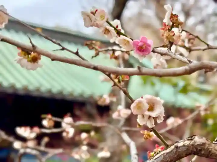 湯島天満宮の{uncategorized: "未分類", other: "その他", undefined: "問題あり", building: "その他建物", grave: "お墓", sacred_gate: "鳥居", guardian: "狛犬", statue: "像", buddha: "仏像", history: "歴史", nature: "自然", garden: "庭園", animal: "動物", pagoda: "塔", temizu: "手水舎", mountain_gate: "山門・神門", sanctuary: "本殿・本堂", subordinate: "末社・摂社", art: "芸術", scenery: "景色", jizo: "地蔵", ema: "絵馬", goshuin: "御朱印", omikuji: "おみくじ", items: "授与品その他", amulet: "お守り", goshuincho: "御朱印帳", eats: "食事", festival: "お祭り", votive_dance: "神楽", shichigosan: "七五三参", wedding: "結婚式", experience: "体験その他", initially: "初詣", around: "周辺", anti_infection: "感染症対策"}