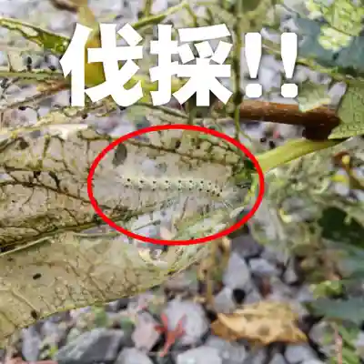 七重浜海津見神社(北海道)