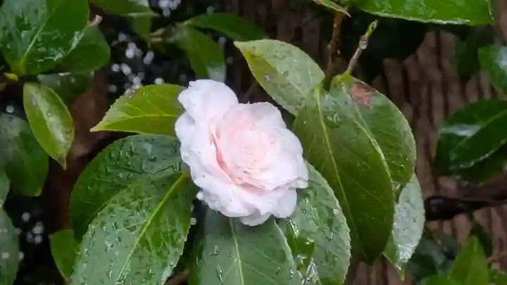 城南宮(京都府)