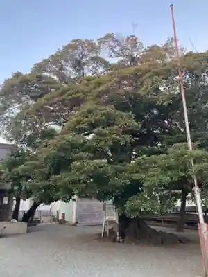 神明神社の自然