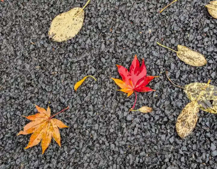 札幌護國神社の自然
