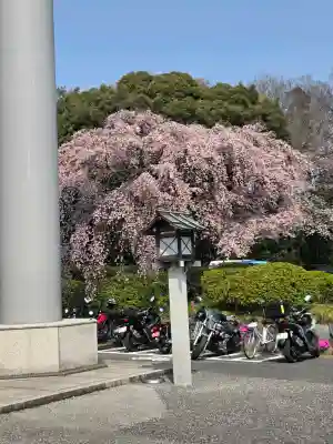 櫻木神社(千葉県)