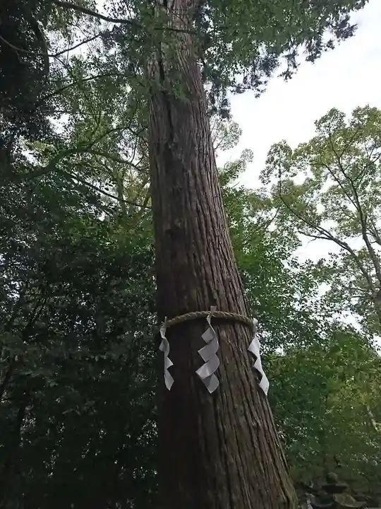 石上神宮の自然