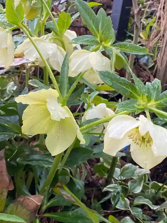 岡部春日神社~👹鬼門よけの🌺花咲く🌺やしろ~(福島県)