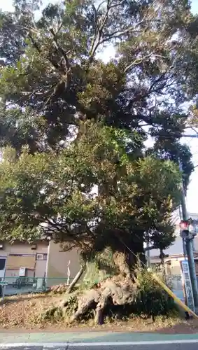 水神社の自然