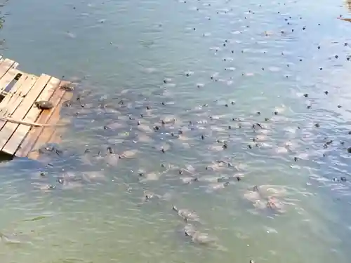 四天王寺の動物