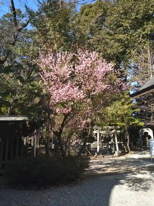甲斐國一宮 浅間神社の自然