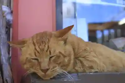 南法華寺（壷阪寺）の動物