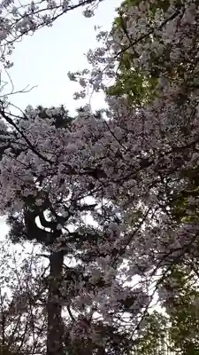 桜神宮(東京都)