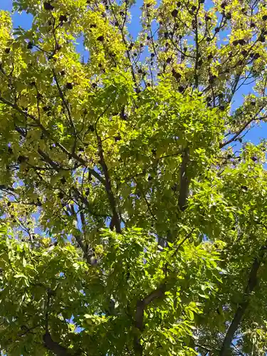 札幌諏訪神社の自然