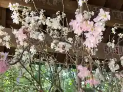 赤坂氷川神社の自然