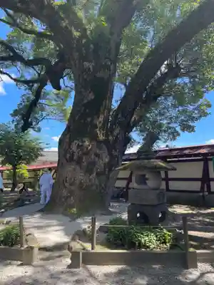 鹿児島神社(鹿児島県)