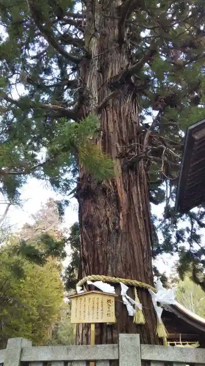 諏訪大社下社秋宮の自然