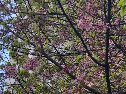 蔵前神社の自然