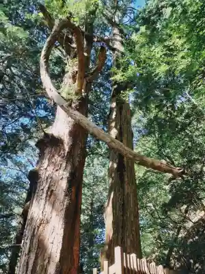 玉置神社の{uncategorized: "未分類", other: "その他", undefined: "問題あり", building: "その他建物", grave: "お墓", sacred_gate: "鳥居", guardian: "狛犬", statue: "像", buddha: "仏像", history: "歴史", nature: "自然", garden: "庭園", animal: "動物", pagoda: "塔", temizu: "手水舎", mountain_gate: "山門・神門", sanctuary: "本殿・本堂", subordinate: "末社・摂社", art: "芸術", scenery: "景色", jizo: "地蔵", ema: "絵馬", goshuin: "御朱印", omikuji: "おみくじ", items: "授与品その他", amulet: "お守り", goshuincho: "御朱印帳", eats: "食事", festival: "お祭り", votive_dance: "神楽", shichigosan: "七五三参", wedding: "結婚式", experience: "体験その他", initially: "初詣", around: "周辺", anti_infection: "感染症対策"}