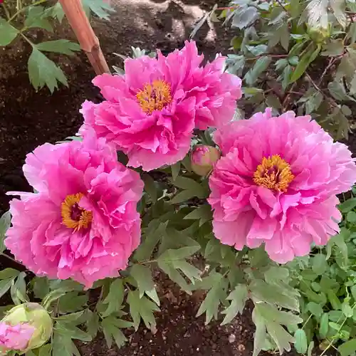 上野東照宮(東京都)