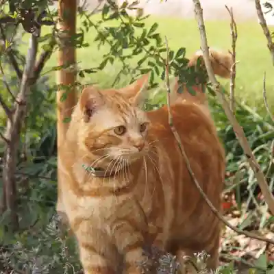 天王山 安楽寺(福井県)