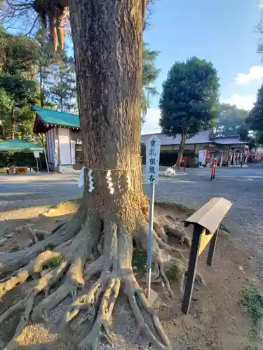 薬師寺八幡宮の自然