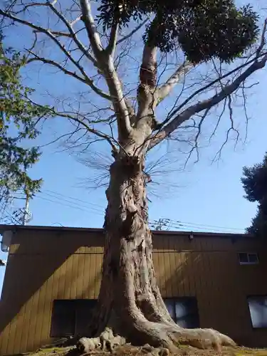高浜神社の自然