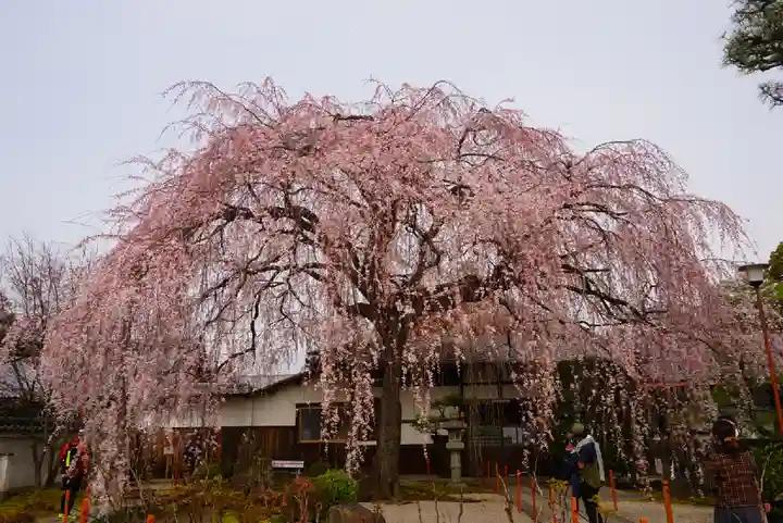 本満寺(本願満足寺)の自然