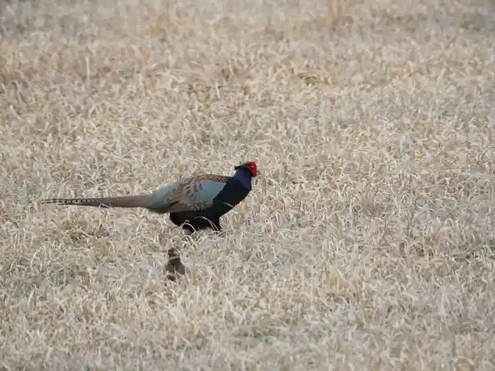 香取大神社の動物