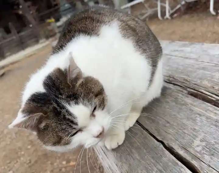 施福寺(大阪府)