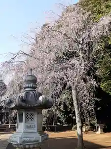 伏木香取神社(茨城県)(2023年03月28日(火) 16時26分07秒投稿)