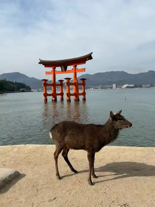 厳島神社の{uncategorized: "未分類", other: "その他", undefined: "問題あり", building: "その他建物", grave: "お墓", sacred_gate: "鳥居", guardian: "狛犬", statue: "像", buddha: "仏像", history: "歴史", nature: "自然", garden: "庭園", animal: "動物", pagoda: "塔", temizu: "手水舎", mountain_gate: "山門・神門", sanctuary: "本殿・本堂", subordinate: "末社・摂社", art: "芸術", scenery: "景色", jizo: "地蔵", ema: "絵馬", goshuin: "御朱印", omikuji: "おみくじ", items: "授与品その他", amulet: "お守り", goshuincho: "御朱印帳", eats: "食事", festival: "お祭り", votive_dance: "神楽", shichigosan: "七五三参", wedding: "結婚式", experience: "体験その他", initially: "初詣", around: "周辺", anti_infection: "感染症対策"}