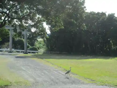 屋久島大社の動物