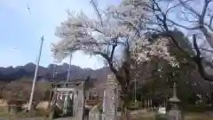 白鬚神社の自然