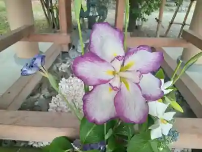 和泉國一之宮　大鳥大社(大阪府)