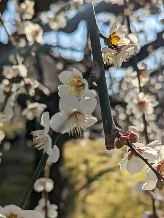 城南宮(京都府)