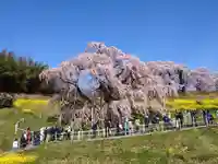 瀧桜神明宮(福島県)