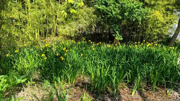 菊田神社の自然