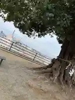 植田八幡神社の自然