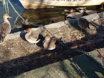 水原八幡宮の動物