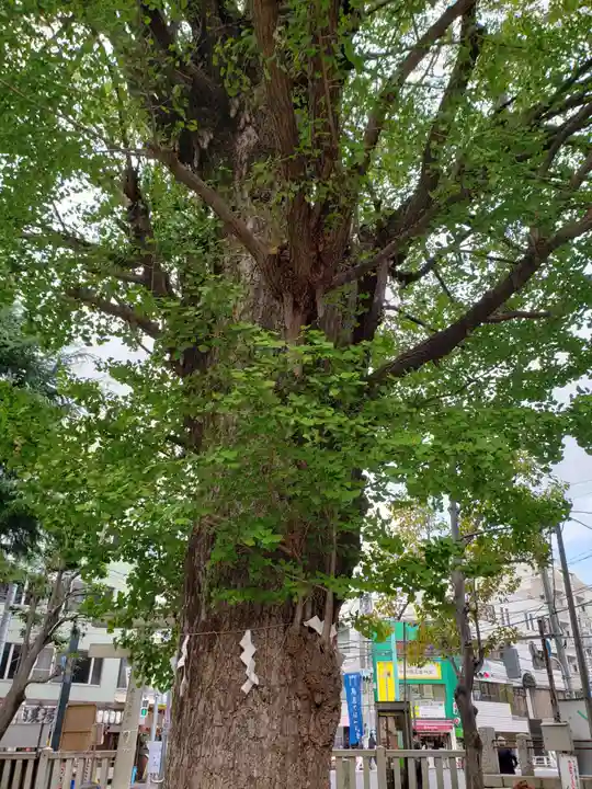 鳩森八幡神社の自然