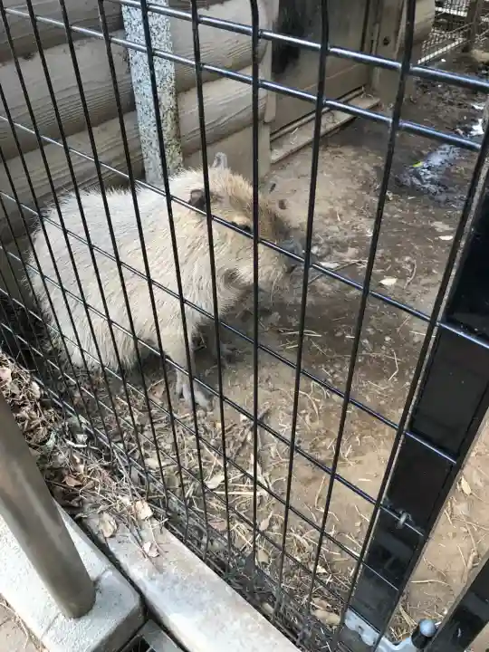 武蔵一宮氷川神社の{uncategorized: "未分類", other: "その他", undefined: "問題あり", building: "その他建物", grave: "お墓", sacred_gate: "鳥居", guardian: "狛犬", statue: "像", buddha: "仏像", history: "歴史", nature: "自然", garden: "庭園", animal: "動物", pagoda: "塔", temizu: "手水舎", mountain_gate: "山門・神門", sanctuary: "本殿・本堂", subordinate: "末社・摂社", art: "芸術", scenery: "景色", jizo: "地蔵", ema: "絵馬", goshuin: "御朱印", omikuji: "おみくじ", items: "授与品その他", amulet: "お守り", goshuincho: "御朱印帳", eats: "食事", festival: "お祭り", votive_dance: "神楽", shichigosan: "七五三参", wedding: "結婚式", experience: "体験その他", initially: "初詣", around: "周辺", anti_infection: "感染症対策"}