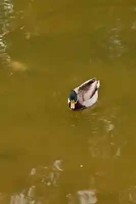 住吉神社(福岡県)