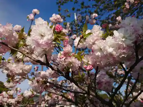上地八幡宮の自然