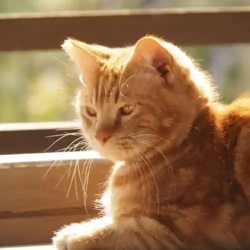 天王山 安楽寺(福井県)