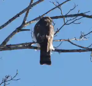 留辺蘂神社の動物(2024年12月23日(月) 23時58分34秒投稿)