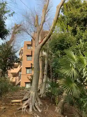 赤城神社の自然