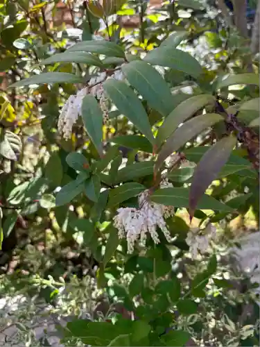東京大神宮(東京都)