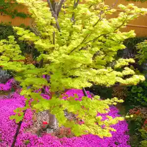 寿量山 速成寺(奈良県)(2023年04月16日(日) 07時19分03秒投稿)